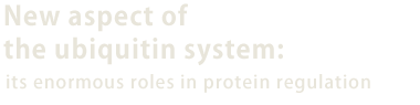 New aspect of the ubiquitin system: its enormous roles in protein regulation